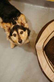 Rescue Mixed Breed Dogs for Adoption in Jackson, Wyoming - Oso | PetCurious