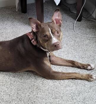 American Staffordshire Terrier and Rat Terrier Dogs Available for Adoption in Roswell, Georgia - Reese | PetCurious