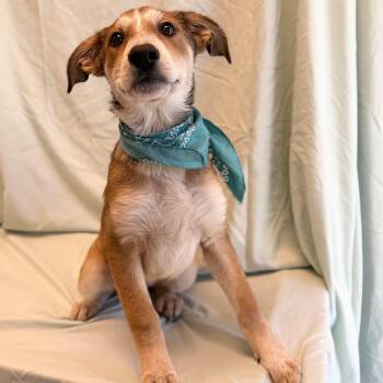 Crackle -  Mixed Breed Dog for Adoption in Canal Winchester, Ohio - Crackle | PetCurious