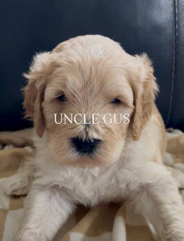 UNCLE GUS -  Bernedoodle Dog for Adoption in Grand Junction, Colorado - UNCLE GUS | PetCurious