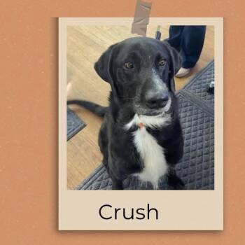 Crush -  Irish Wolfhound Dog for Adoption in Anahuac, Texas - Crush | PetCurious