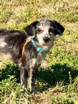Rescue Shih Tzu and Mixed Breed Dogs for Adoption in Cape Coral, Florida - Winslow | PetCurious