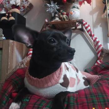 Amora -  Chihuahua Dog for Adoption in Webster, Texas - Amora | PetCurious