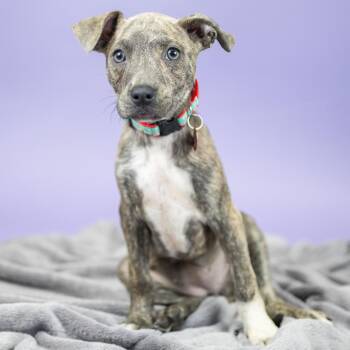 Ensley -  Mixed Breed Dog for Adoption in Portland, Oregon - Ensley | PetCurious