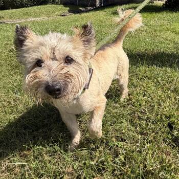 Willis -  Cairn Terrier Dog for Adoption in Latrobe, Pennsylvania - Willis | PetCurious