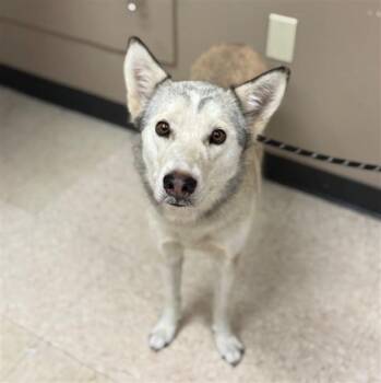 LUNARIA -  Siberian Husky Dog for Adoption in Conroe, Texas - LUNARIA | PetCurious