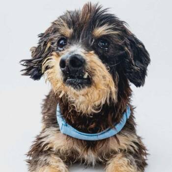 Yorkshire Terrier and Miniature Schnauzer Dogs Available for Adoption in Austin, Texas - Chewbarka PF | PetCurious
