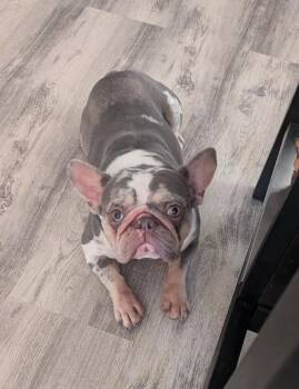 Rosie -  French Bulldog Dog for Adoption in Orland Park, Illinois - Rosie | PetCurious