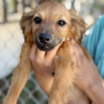 Spaniel and Chihuahua Dogs Available for Adoption in Fresno, California - Tosca | PetCurious
