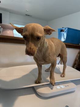 Rescue Chihuahua and Mixed Breed Dogs for Adoption in Visalia, California - Mia | PetCurious