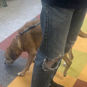 Mixed Breed Dogs Available for Adoption in Philadelphia, Pennsylvania - Steve | PetCurious