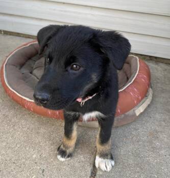 Rescue Mixed Breed Dogs for Adoption in Saskatoon, Saskatchewan - Abba | PetCurious
