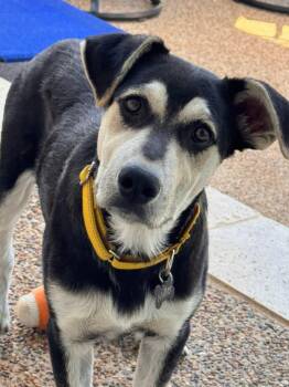 Bunny -  Australian Shepherd Dog for Adoption in Southlake, Texas - Bunny | PetCurious