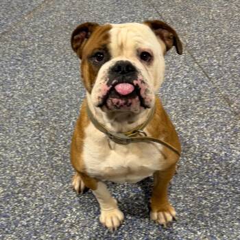 Churchill -  English Bulldog Dog for Adoption in Duck River, Tennessee - Churchill | PetCurious