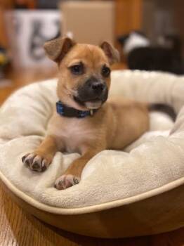 Rescue Pekingese Dogs for Adoption in Orland Park, Illinois - Milo | PetCurious