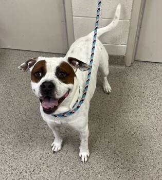 Rescue Boxer and Pit Bull Terrier Dogs for Adoption in Fishers, Indiana - Tank | PetCurious