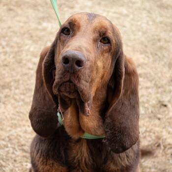 Rescue Bloodhound Dogs for Adoption in Middletown, Rhode Island - Richard | PetCurious