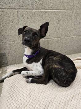 Rescue Feist Dogs for Adoption in Woodstock, Illinois - Doris | PetCurious