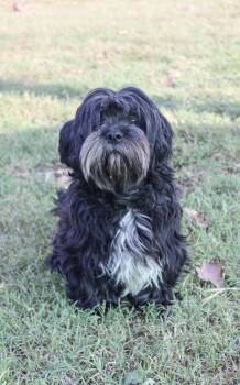 Bela -  Lhasa Apso Dog for Adoption in Neosho, Missouri - Bela | PetCurious