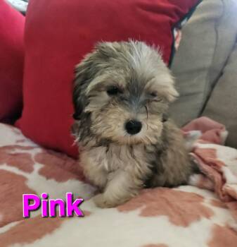 Pink -  Maltipoo Dog for Adoption - Pink | PetCurious