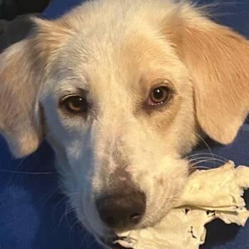 Sally -  Golden Retriever and Labrador Retriever Dog for Adoption in Tunica, Mississippi - Sally | PetCurious
