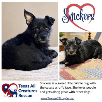 Cairn Terrier and Chihuahua Dogs Available for Adoption in Alvarado, Texas - Snickers | PetCurious
