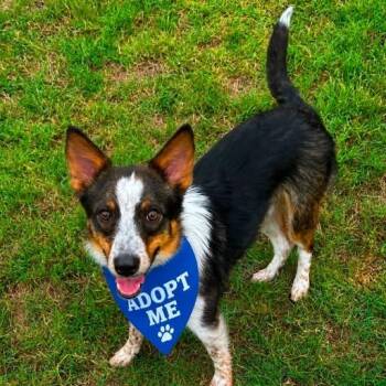 TALTY -  Border Collie Dog for Adoption in Kaufman, Texas - TALTY | PetCurious