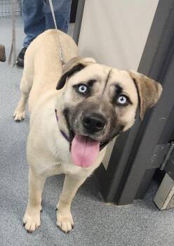 Lisa -  Mixed Breed Dog Available for Adoption in Sapulpa, Oklahoma - Lisa | PetCurious