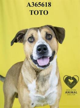 Rescue Saint Bernard and Mixed Breed Dogs for Adoption in Stockton, California - TOTO | PetCurious