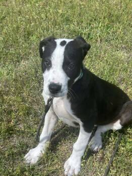 Labrador Retriever Dogs Available for Adoption - Superman | PetCurious