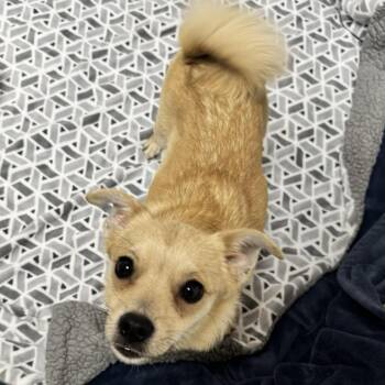 Pug and Mixed Breed Dogs Available for Adoption - Paloma | PetCurious