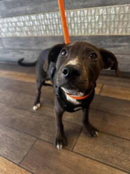 Pit Bull Terrier and Mixed Breed Dogs Available for Adoption in Honolulu, Hawaii - Sarge | PetCurious