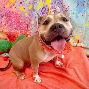 Rescue Mixed Breed Dogs for Adoption in Binghamton, New York - Sevyn | PetCurious