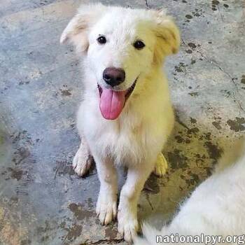 Rescue Great Pyrenees Dogs for Adoption in Beacon, New York - Sapphire In KY - A Bundle Of Fun! | PetCurious