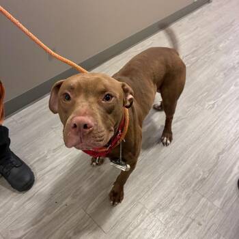 Dante -  Pit Bull Terrier Dog for Adoption in Philadelphia, Pennsylvania - Dante | PetCurious