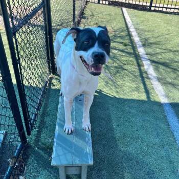 Mixed Breed Dogs Available for Adoption - China | PetCurious