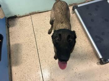 Belgian Shepherd Malinois Dogs Available for Adoption in Parrish, Florida - Katja | PetCurious