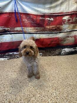 Poodle Dogs Available for Adoption in Doral, Florida - CEMA | PetCurious