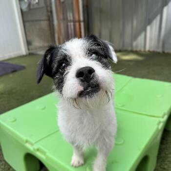 Jack Russell Terrier Dogs Available for Adoption in Baker, Louisiana - Oliver | PetCurious