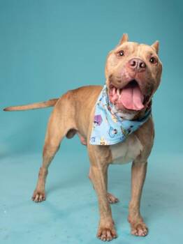 Mixed Breed Dogs Available for Adoption in Atlanta, Georgia - Nipsey | PetCurious