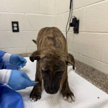 Mixed Breed Dogs Available for Adoption - CT Emerald | PetCurious