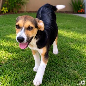 Wilma Wonka -  Labrador Retriever Dog for Adoption in Washington, District Of Columbia - Wilma Wonka | PetCurious