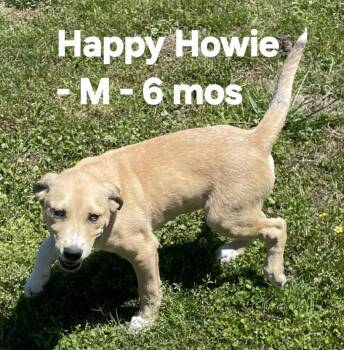 Yellow Labrador Retriever and Husky Dogs Available for Adoption in Calera, Alabama - Happy Howie | PetCurious