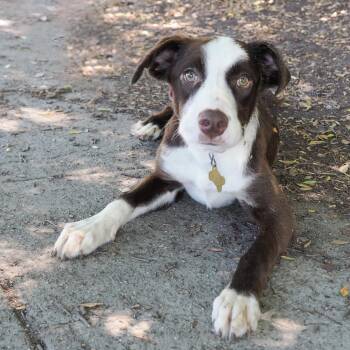 Border Collie Dogs Available for Adoption in Richmond, California - AUTUMN | PetCurious