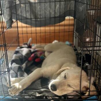 Labrador Retriever Dogs Available for Adoption in Minnetonka, Minnesota - Darlene D69438 | PetCurious