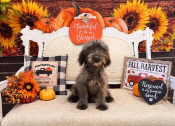 Maggie Moo -  Labradoodle and Mixed Breed Dog for Adoption in Jesup, Georgia - Maggie Moo | PetCurious
