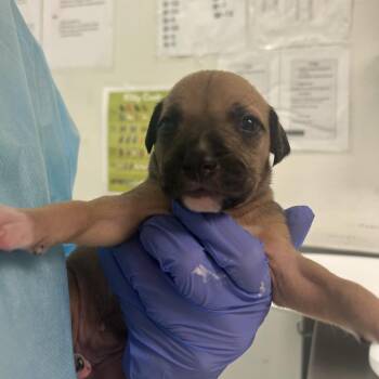 Coco -  Mixed Breed Dog for Adoption in Charleston, West Virginia - Coco | PetCurious