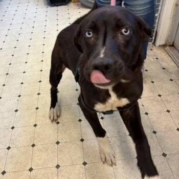 Ray -  Labrador Retriever and Mixed Breed Dog for Adoption in Hawthorne, California - Ray | PetCurious