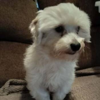 Maltese Dogs Available for Adoption - CARY GRANT | PetCurious