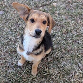 Shepherd and Hound Dogs Available for Adoption - Savanna | PetCurious